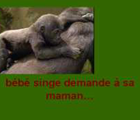 90305_singes.jpg