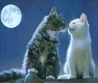 Cest l'amour