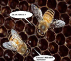 bubulles_animales