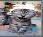 chat