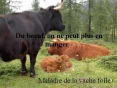 Du_boeuf.jpg