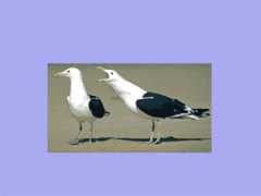 90101_comment_reconnaitre_un_oiseau_femelle.jpg