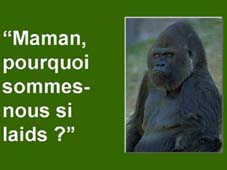 90321_un_bebe_singe_demande_a_sa_maman.jpg