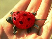 animaux_fantastiques.jpg