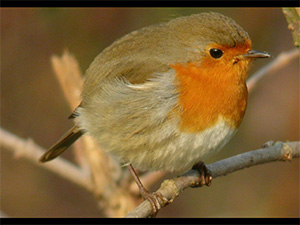 90408_les_oiseaux_et_leurs_chants.jpg