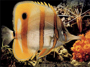 90412_visite_dans_les_fonds_marins.jpg