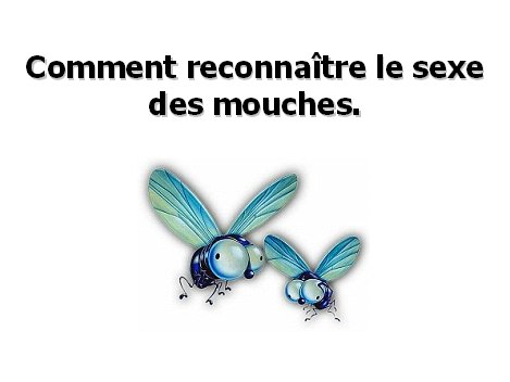 le_sexe_des_mouches.jpg
