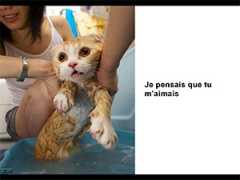 90207_lavez_vous_votre_chat.jpg