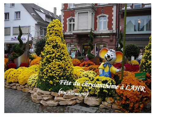 chrysantemums.jpg