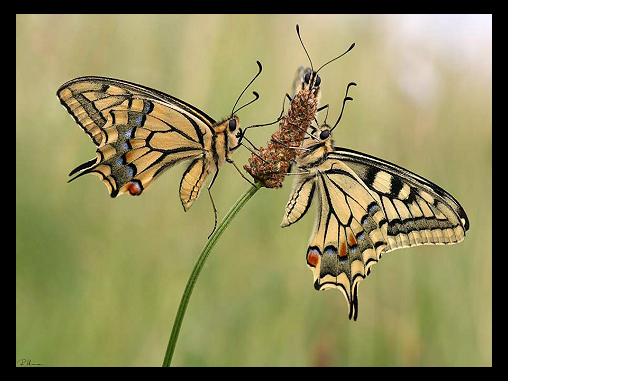 papillons.jpg