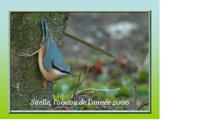 si_tous_les_oiseaux.jpg