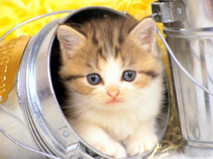 Chat