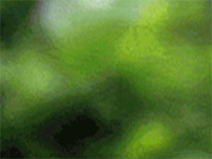 illusion_d_optique_d_une_girafe.jpg
