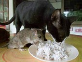 Animaux