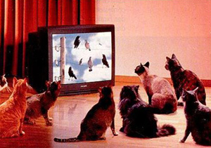 Chats
