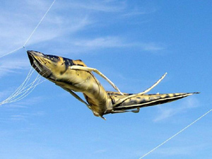 71215_cerf_volant.jpg