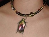 71216_insectes.jpg