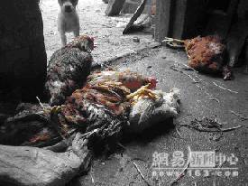 71219_Pouletchinois.jpg