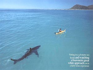 Requins