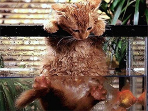 sdes_animaux_tres_droles.jpg