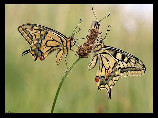 papillons.jpg