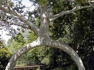 des_arbres_spectaculaires.jpg