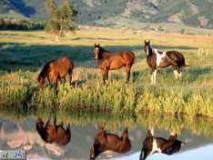 si_vous_aimez_les_chevaux.jpg