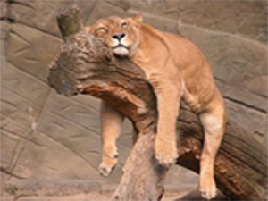 as_tu_deja_ete_fatigue.jpg