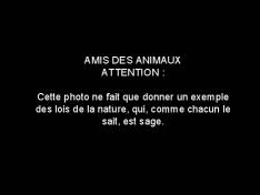 Chiens et crocodile
