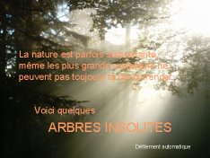 arbres_insolites.jpg