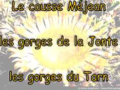 Gorges_du_Tarn