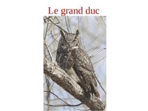 Les_rapaces_communs