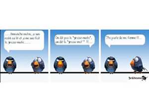 birds