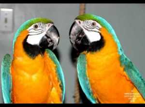 Les_3_perroquets