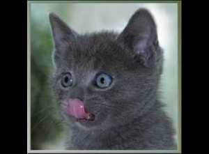 chat