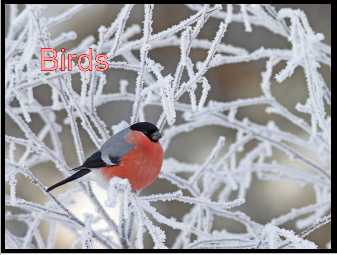 birds